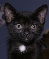 Tasha the Affectionate  Kitten