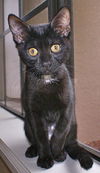 Tasha the Affectionate  Kitten