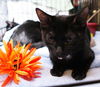 Tasha the Affectionate  Kitten