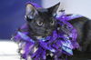 Tasha the Affectionate  Kitten