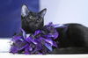 Tasha the Affectionate  Kitten