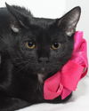Tasha the Affectionate  Kitten