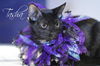 Tasha the Affectionate  Kitten