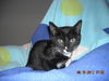 Shelly the Snuggling Kitten (Video)