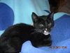 Shelly the Snuggling Kitten (Video)