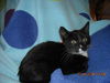 Shelly the Snuggling Kitten (Video)