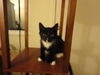 Shelly the Snuggling Kitten (Video)