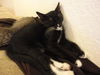 Shelly the Snuggling Kitten (Video)