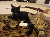 Shelly the Snuggling Kitten (Video)
