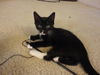 Shelly the Snuggling Kitten (Video)