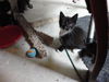 Shelly the Snuggling Kitten (Video)