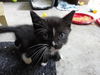 Shelly the Snuggling Kitten (Video)