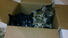 Shelly the Snuggling Kitten (Video)