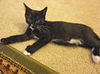 Shelly the Snuggling Kitten (Video)