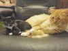 Shelly the Snuggling Kitten (Video)