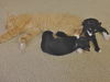 Shelly the Snuggling Kitten (Video)