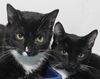 Shelly the Snuggling Kitten (Video)