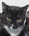 Shelly the Snuggling Kitten (Video)
