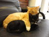 Shelly the Snuggling Kitten (Video)