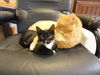 Shelly the Snuggling Kitten (Video)