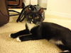 Shelly the Snuggling Kitten (Video)