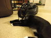 Shelly the Snuggling Kitten (Video)