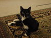 Shelly the Snuggling Kitten (Video)