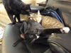 Shelly the Snuggling Kitten (Video)