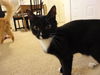 Shelly the Snuggling Kitten (Video)