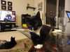 Shelly the Snuggling Kitten (Video)