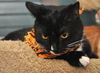 Shelly the Snuggling Kitten (Video)