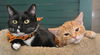 Shelly the Snuggling Kitten (Video)