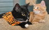 Shelly the Snuggling Kitten (Video)