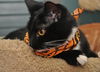 Shelly the Snuggling Kitten (Video)