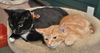 Shelly the Snuggling Kitten (Video)