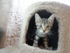 Stephen the Kitten (Video)