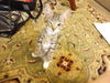 Stephen the Kitten (Video)