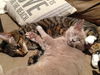 Stephen the Kitten (Video)