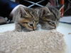 Autumn the Kitten (Video)