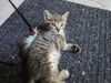 Autumn the Kitten (Video)