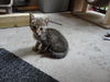 Autumn the Kitten (Video)