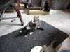 Autumn the Kitten (Video)