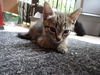 Autumn the Kitten (Video)