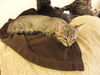 Autumn the Kitten (Video)