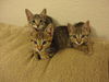 Autumn the Kitten (Video)