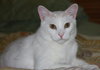 PJ the Great Big White Fluff