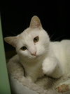 PJ the Great Big White Fluff