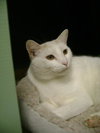 PJ the Great Big White Fluff