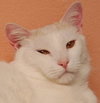 PJ the Great Big White Fluff