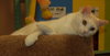PJ the Great Big White Fluff